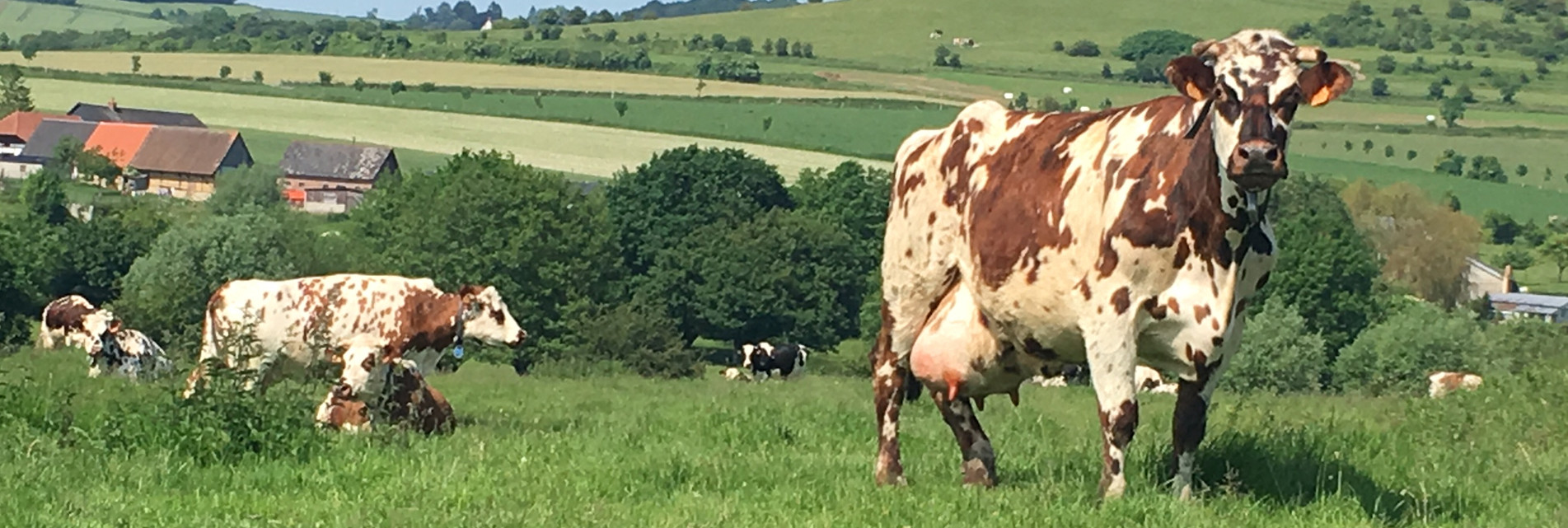 Vaches en patures